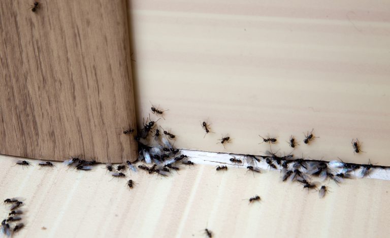 Read more about the article Oklahoma carpenter ants the ugly side to them