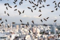 What to do with Dead ants on windowsill?