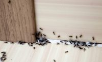 Oklahoma carpenter ants the ugly side to them