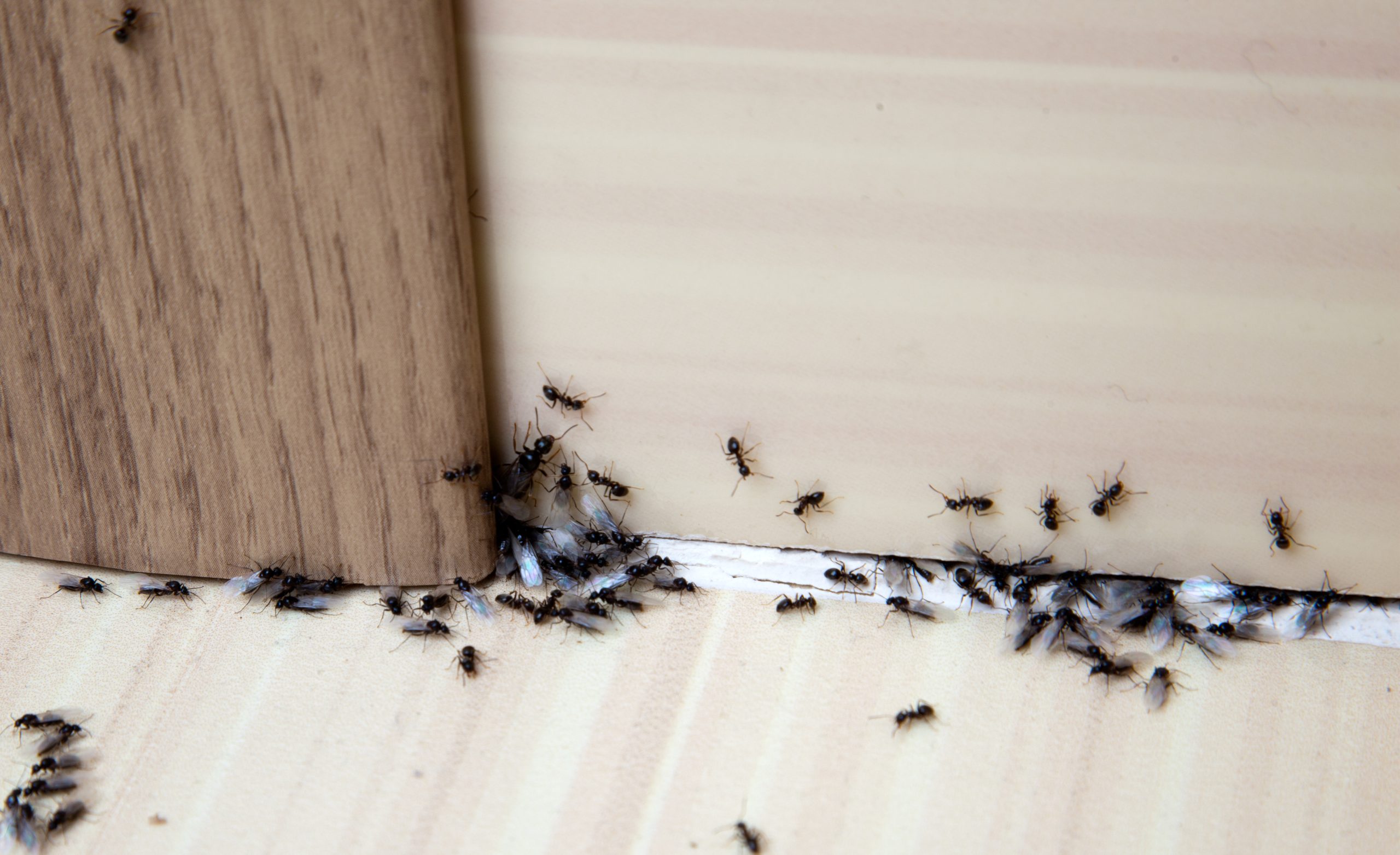 You are currently viewing Oklahoma carpenter ants the ugly side to them