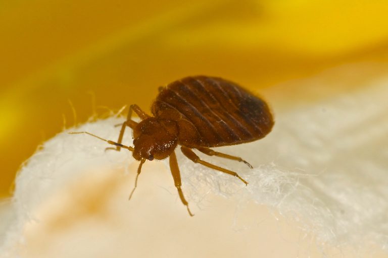 Read more about the article Bed Bug exterminator Oklahoma City