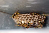 What to do when wasp nest in your grill?