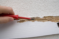 Tulsa Termite Inspection – do you need one?