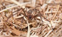 What are the Venomous Spiders in Oklahoma