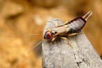 Effective Pest Control Solutions: Exploring the Services of Atlas Exterminators