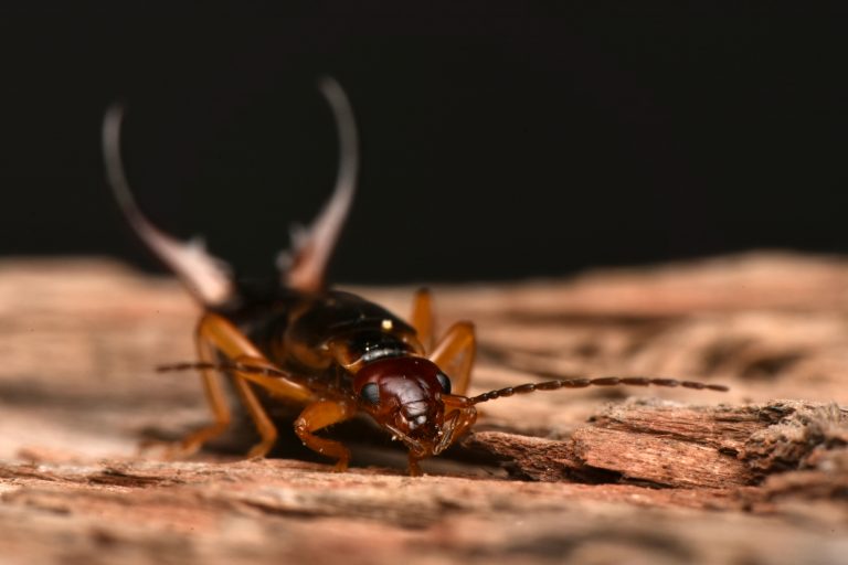 Read more about the article Are earwigs bad for you or your home?