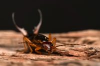Are earwigs bad for you or your home?
