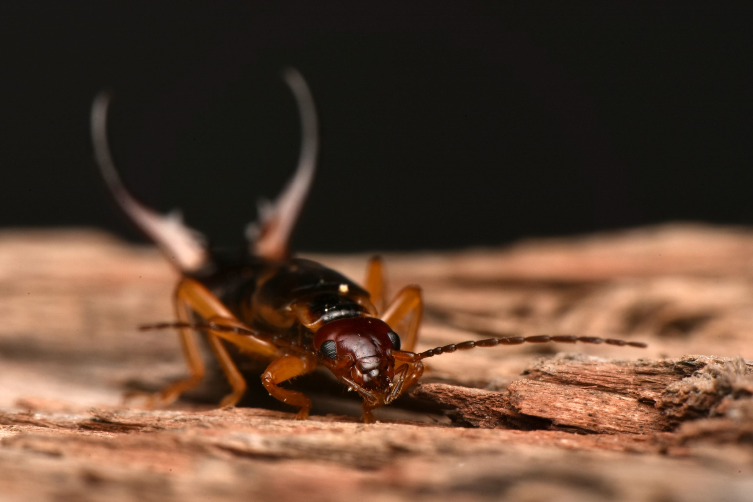 You are currently viewing Are earwigs bad for you or your home?