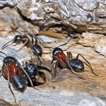 ants, insects, camponotus ligniperda