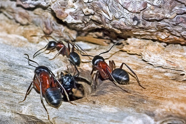 Read more about the article Invaders Above: Uncover the Surprising Truth About Ants in Your Attic and How to Stop Them!