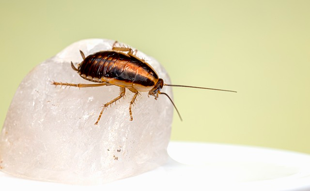 german cockroach, insect, blattella germanica