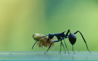 Identifying Common Ant Types in Oklahoma: What You Need to Know