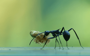 Read more about the article Identifying Common Ant Types in Oklahoma: What You Need to Know