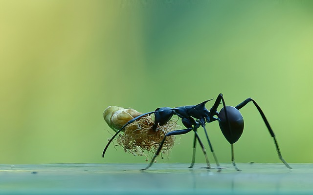 Read more about the article Identifying Common Ant Types in Oklahoma: What You Need to Know