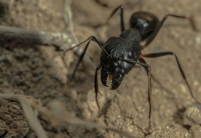 ant, carpenter ant, insect