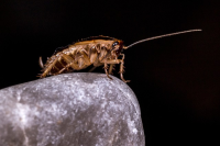 Oklahoma’s Roach Varieties: Understanding the Different Types