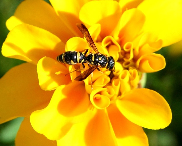 Read more about the article Yellow Jacket Menace in Oklahoma: How to Safely Treat Their Nests