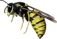 The Sting of Summer: How to Handle Wasp Attacks in Oklahoma