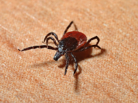 Protecting Yourself from Lyme Disease in Oklahoma: Essential Tips