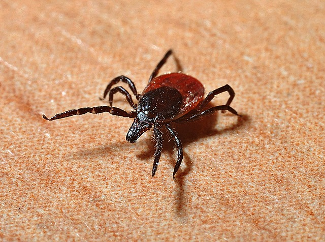 Read more about the article Protecting Yourself from Lyme Disease in Oklahoma: Essential Tips