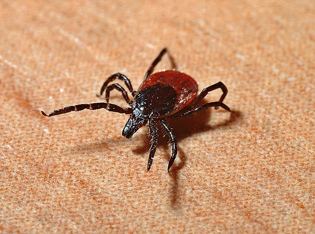 tick, lyme disease, mites