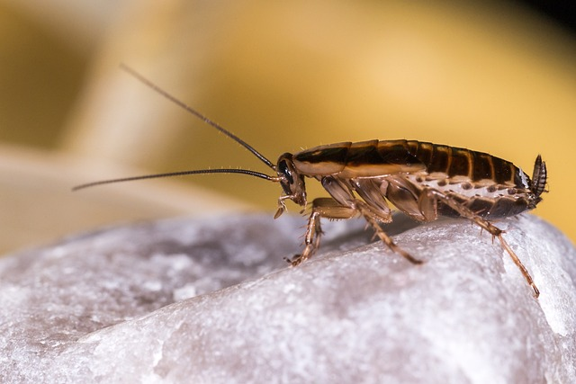 blattella germanica, german cockroach, unhygienic