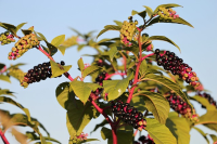 Beware the Intruder: How Pokeweed Seeds Sneak into Your Home and What You Need to Do