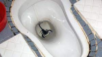 Terrifying Discovery: Scorpion in Your Toilet? Find Out How and Why!