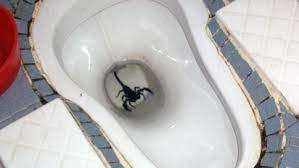 Read more about the article Terrifying Discovery: Scorpion in Your Toilet? Find Out How and Why!