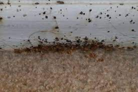 Exposed: Bed Bugs’ Surprising Choice – Carpet vs. Hardwood Floors, Find Out Where They Really Hide!
