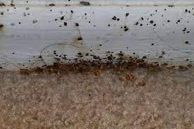 Read more about the article Exposed: Bed Bugs’ Surprising Choice – Carpet vs. Hardwood Floors, Find Out Where They Really Hide!