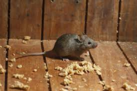 Shocking Truth Unveiled: Mice in Your Ceiling Without an Attic? Discover Their Hidden Routes