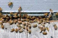 Will Sevin dust kill carpenter bees?