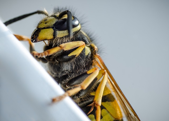 wasp, macro, insect