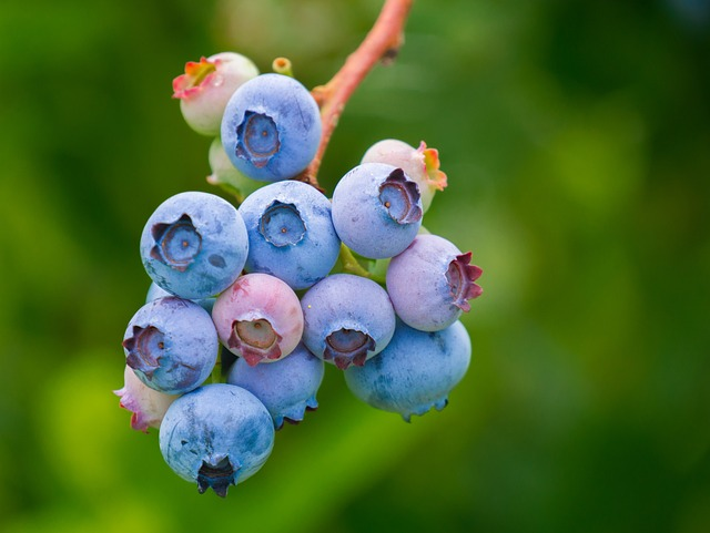 blueberries, fruit, growth
