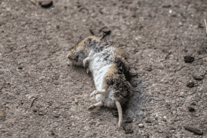 Read more about the article Did you find a dead mouse under the fridge?