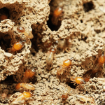 termites, nature, food