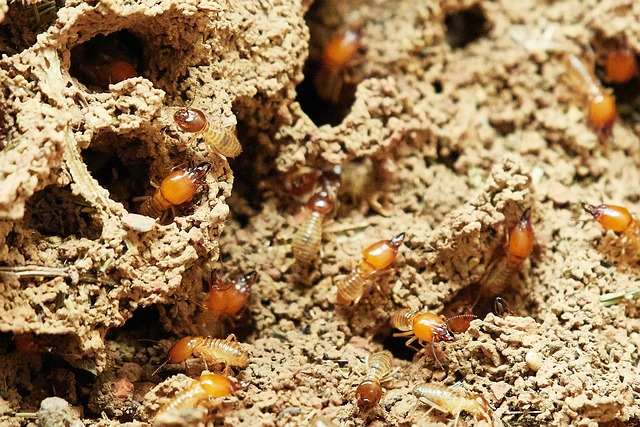 Read more about the article So you have found Termite holes in baseboards?