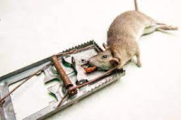 Can Rats open cabinet doors at your house or business?