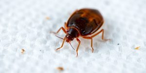 Read more about the article Understanding Bed Bug Extermination Cost: What You Need to Know in 2024