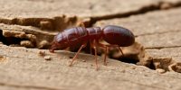 Effective Strategies for Managing Termite Pest Infestations in Your Home