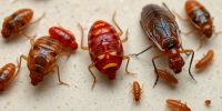 Understanding the Connection Between Bed Bugs and Fleas: Identification and Treatment Strategies