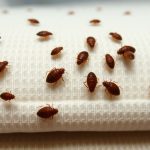Close-up of bed bugs on a mattress seam.