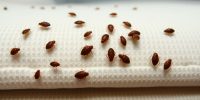 Effective DIY Bed Bug Treatment: Step-by-Step Solutions for Homeowners