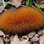 Close-up of fox scat in a natural environment.