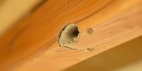 Identifying Termite Infestation Signs: A Comprehensive Guide for Homeowners