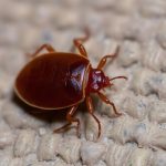 Close-up of a bed bug on a surface.