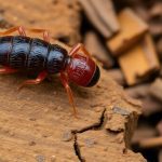 Close-up of a termite on wooden surface.