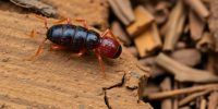 Effective Termites Pest Control Near Me: Your Guide to Local Solutions