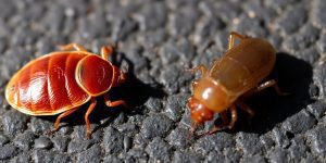Read more about the article Understanding the Impact of Bed Bugs and Fleas: Identification, Prevention, and Treatment